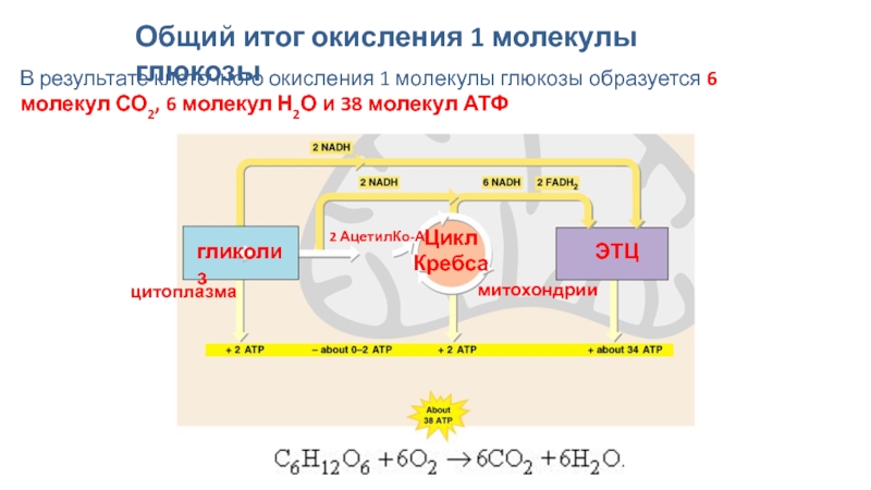 Схема окисления лактата до co2 и h2o