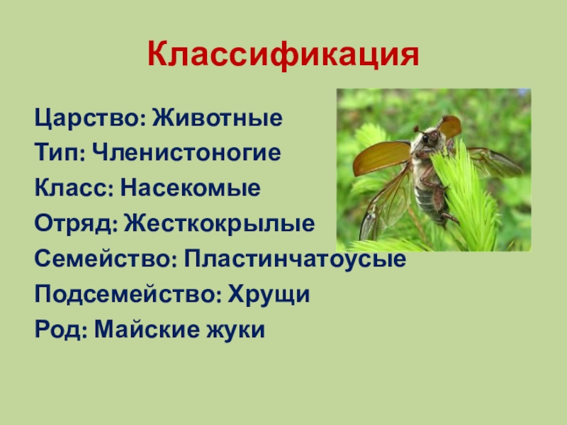 Царство насекомых. Систематика майского хруща. Отряд жесткокрылые Майский Жук. Царство животные Тип Членистоногие класс насекомые. Систематика майского жука.