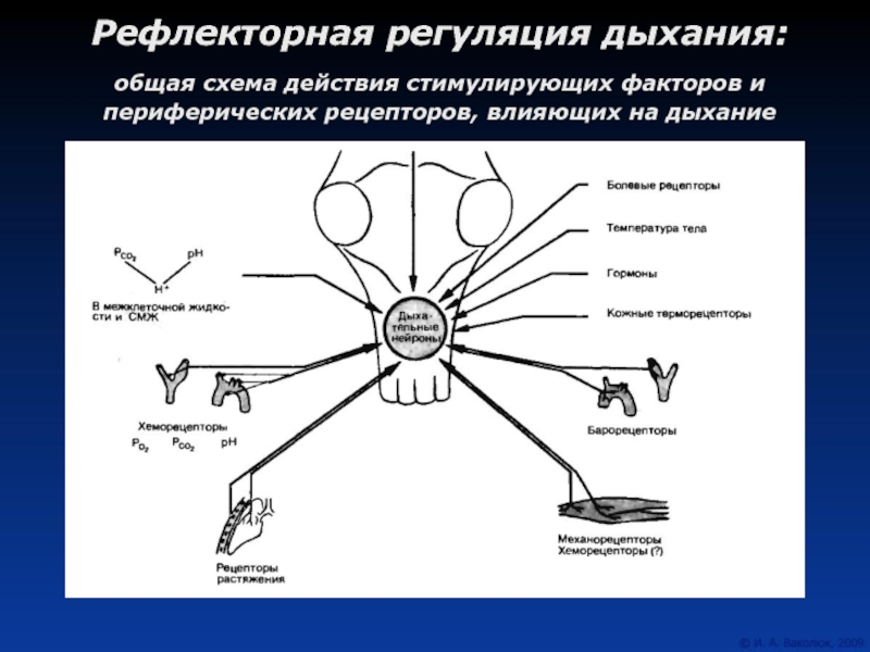 Составить схему регуляции дыхания