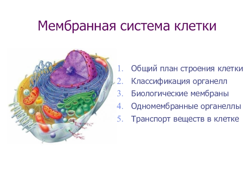 Презентация Мембранная система клетки