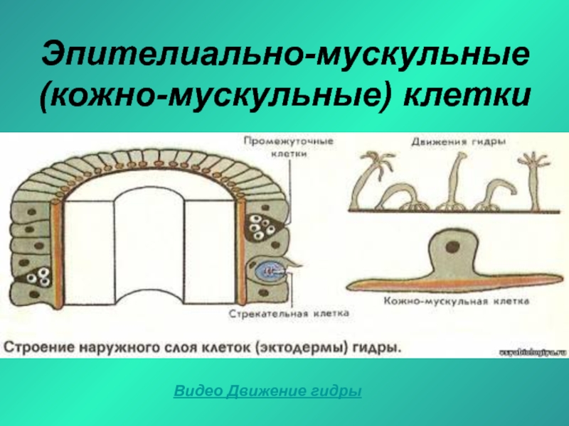 Эпителиально мускульные клетки гидры