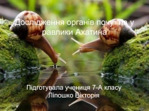 Дослідження органів почуттів у равлики Ахатина