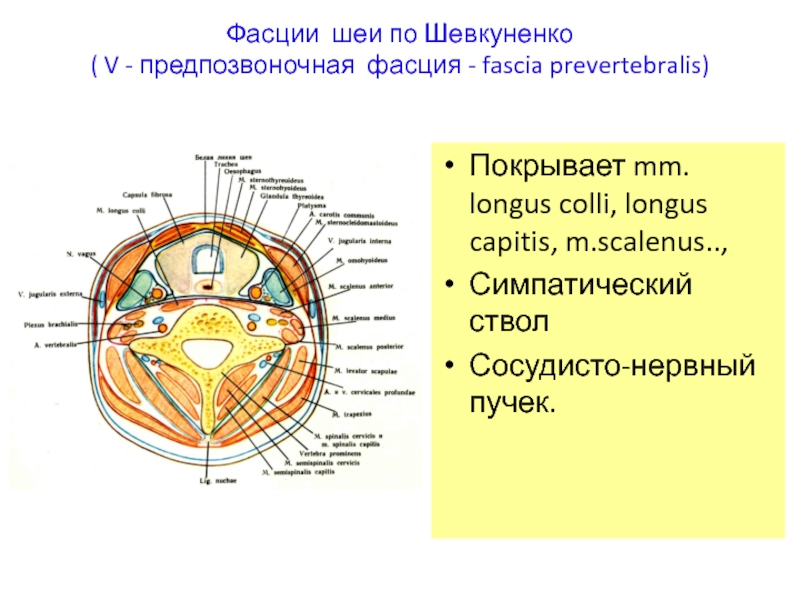 Фасции шеи рисунок