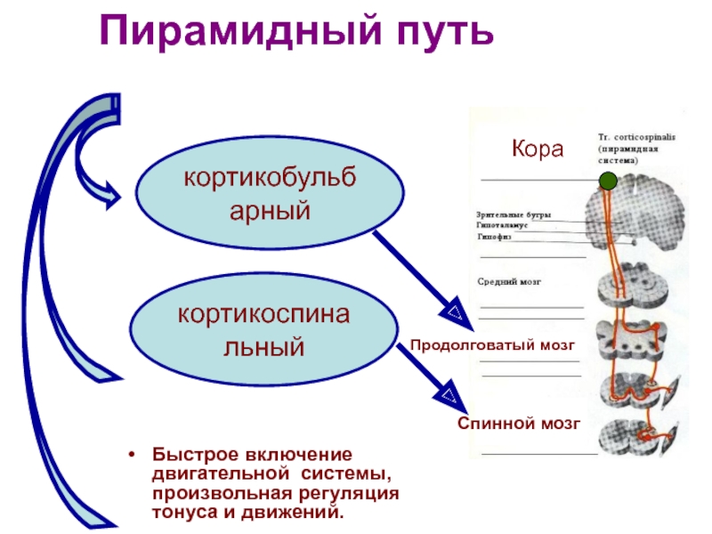 Система быстрый путь. Двигательная сфера неврология. Пирамидная двигательная система. Регуляция мышечного тонуса кортикоспинальный путь. Двигательная сфера пирамидный путь.