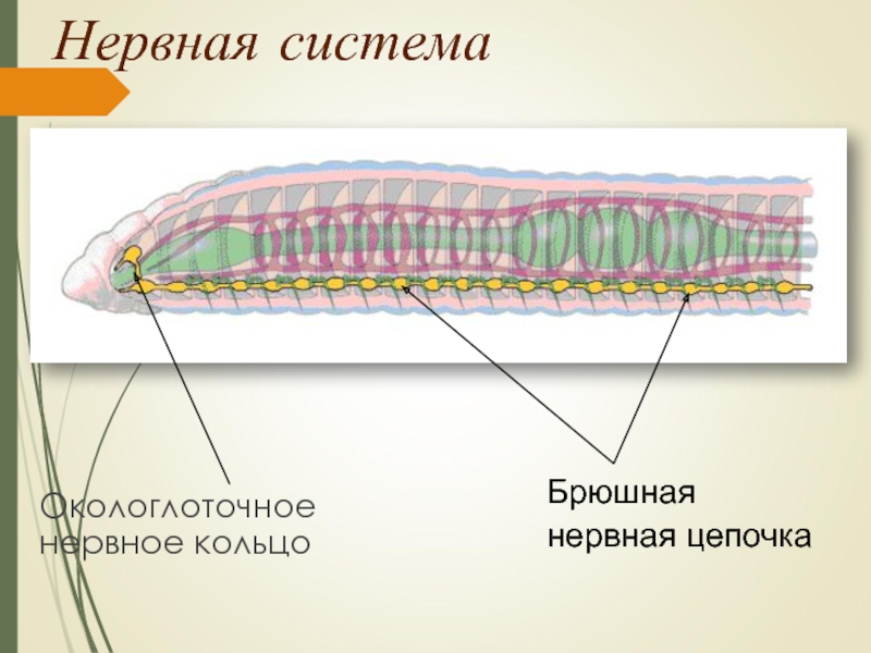 Нервная системаОкологлоточное нервное кольцоБрюшнаянервная цепочка