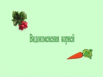 Видоизменения корней