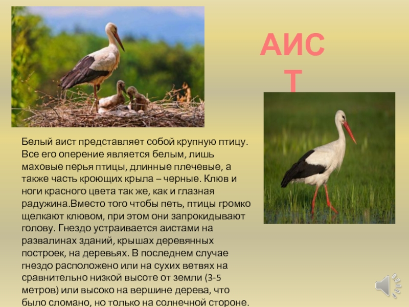 АИСТБелый аист представляет собой крупную птицу. Все его оперение является белым, лишь маховые перья птицы, длинные плечевые,