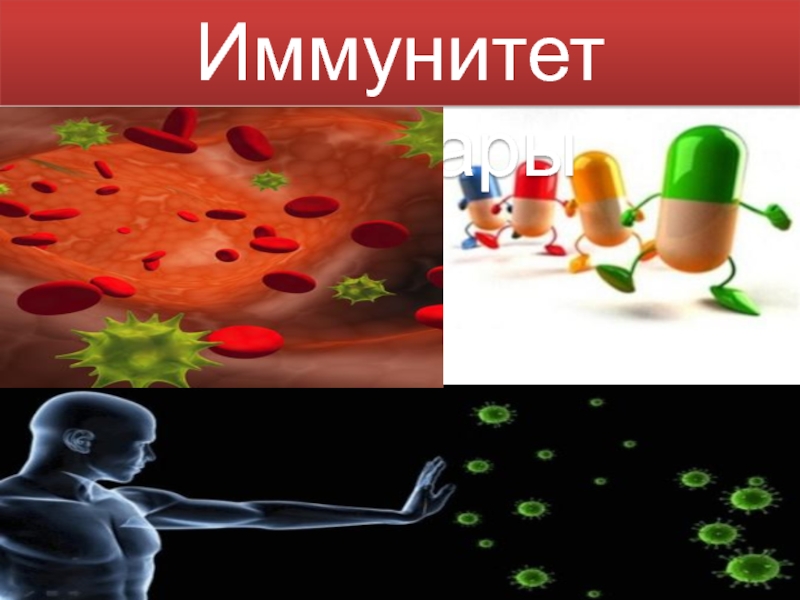 Презентация Иммунитет аурулары