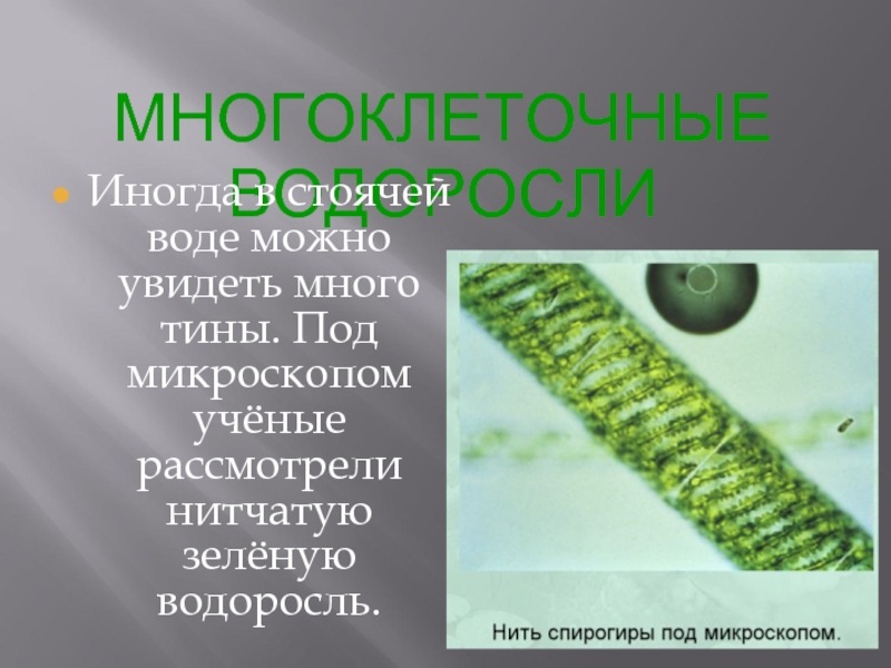 Спирогира одноклеточная. Многоклеточные нитчатые водоросли. Многоклеточная нитчатая зелёная водоросль спирогира. Зелёные многоклеточные водоросли представители. Мнрго клуточные водоросли.