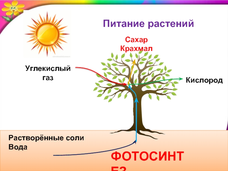 Схема питания растений 3 класс окружающий мир