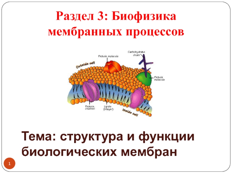 Раздел 3: Биофизика мембранных процессов
Тема: структура и функции
