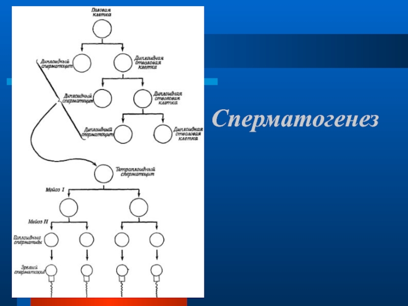 Мейоз происходит в периоде сперматогенеза