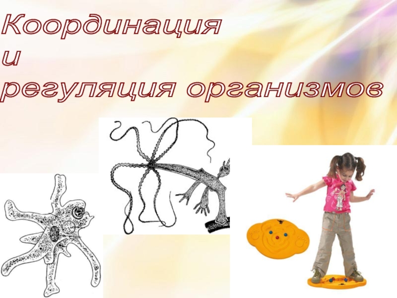 Координация и регуляция организмов