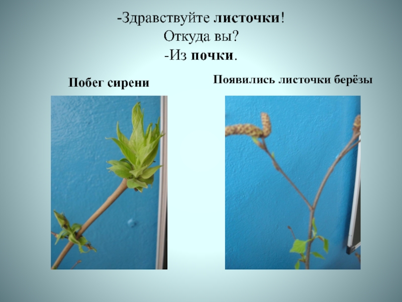 Откуда лист. Побег сирени с почками. Годичные побеги с почками сирень. Безлистные побеги сирени. Расположение почек у сирени.