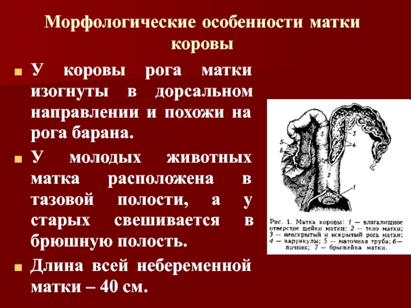 Рог матки. Расположение матки у коровы. Морфологические особенности.