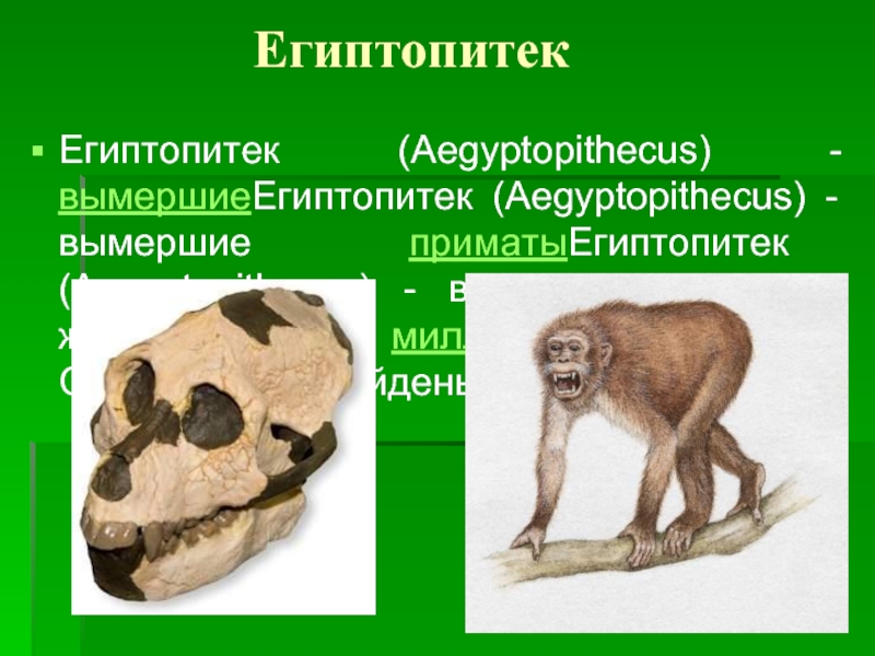 ЕгиптопитекЕгиптопитек (Aegyptopithecus) - вымершиеЕгиптопитек (Aegyptopithecus) - вымершие приматыЕгиптопитек (Aegyptopithecus) - вымершие приматы, жили около 38 миллионов лет