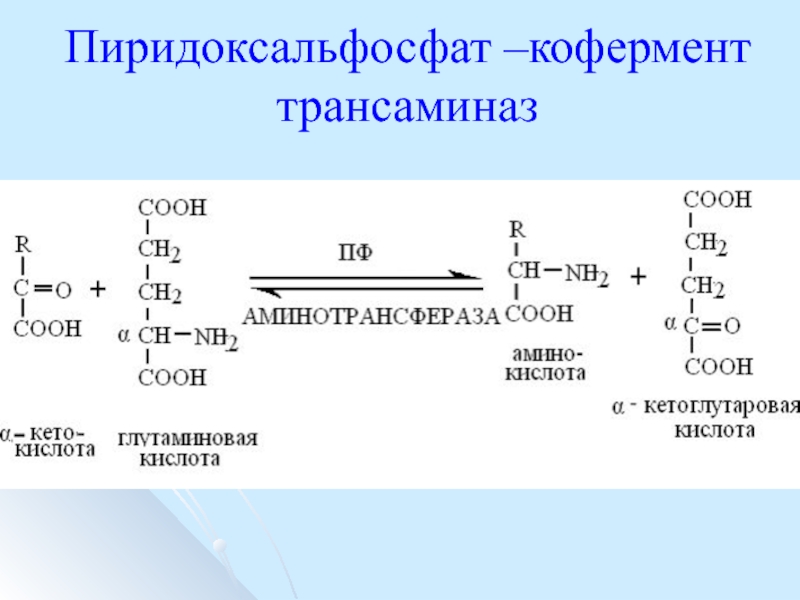 Трансаминазы. Пиридоксальфосфат (ПФ) - кофермент. Пиридоксальфосфат и аланиновая аминотрансфераза. Пиридоксаль зависимые ферменты. Пиридоксальфосфат структурная формула.