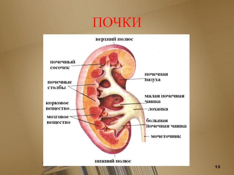 Где находится чашка. Строение почки чашечка. Верхняя группа чашечек почки. Средние чашечки почки. Строение почки почечные чашечки.