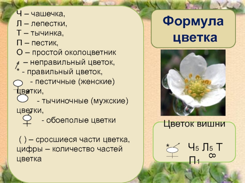 Формула лепестков. Формула цветка. Формула цветка вишни. Формула цветка с простым околоцветником. Формула цветка чистотела.