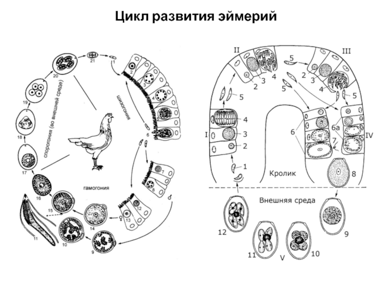 Жизненный цикл кокцидии схема