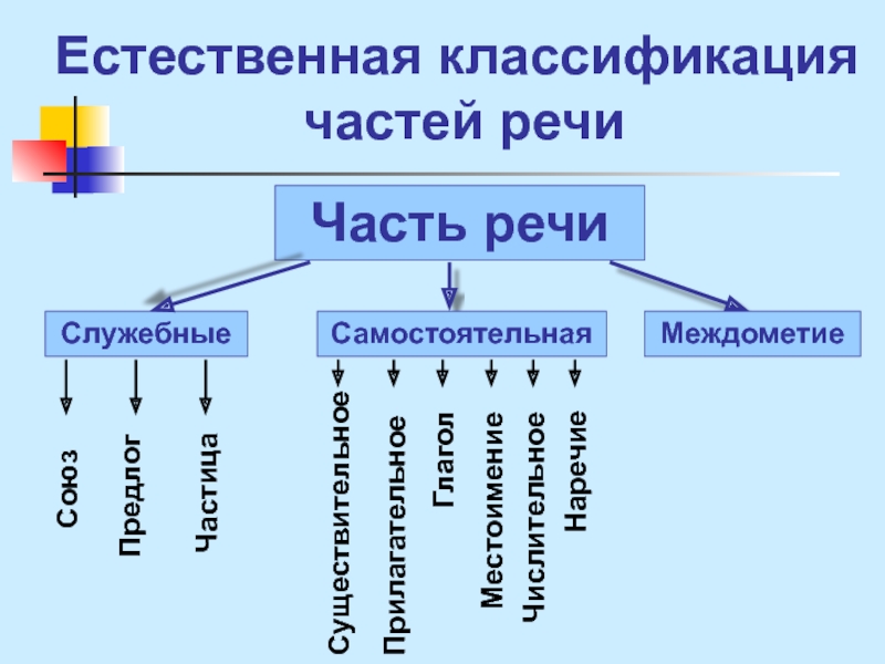 Морфология классификация частей речи. Классификация частей речи.