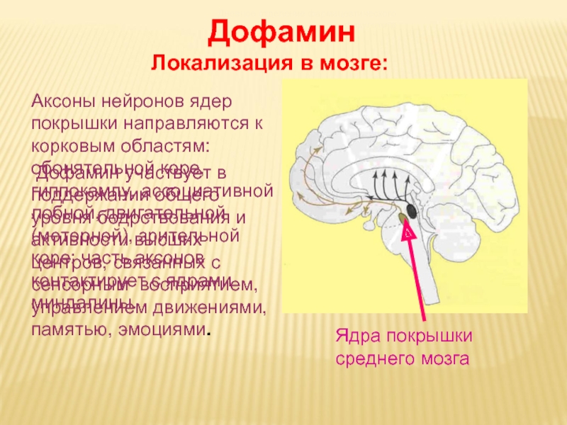 Дофаминергическая система презентация