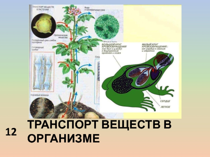 Жизнедеятельность организмов транспорт веществ в организме