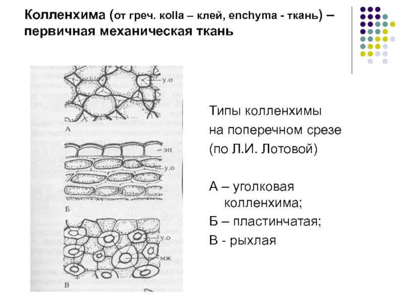 Первичная ткань. Механические ткани уголковая колленхима. Механический ткани растений колленхима уголковая. Уголковая колленхима стебля тыквы. Колленхима на поперечном срезе стебля тыквы обыкновенной.