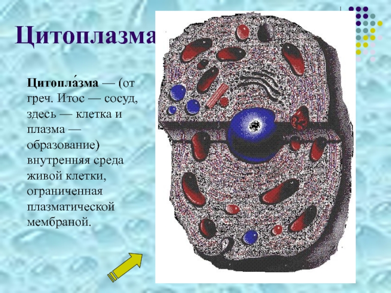 Плазматическая цитоплазма. Образование внутренней среды клетки. Внутренняя среда цитоплазмы строение. Что образует внутреннюю среду клетки. Внутренняя среда обитания клетки.