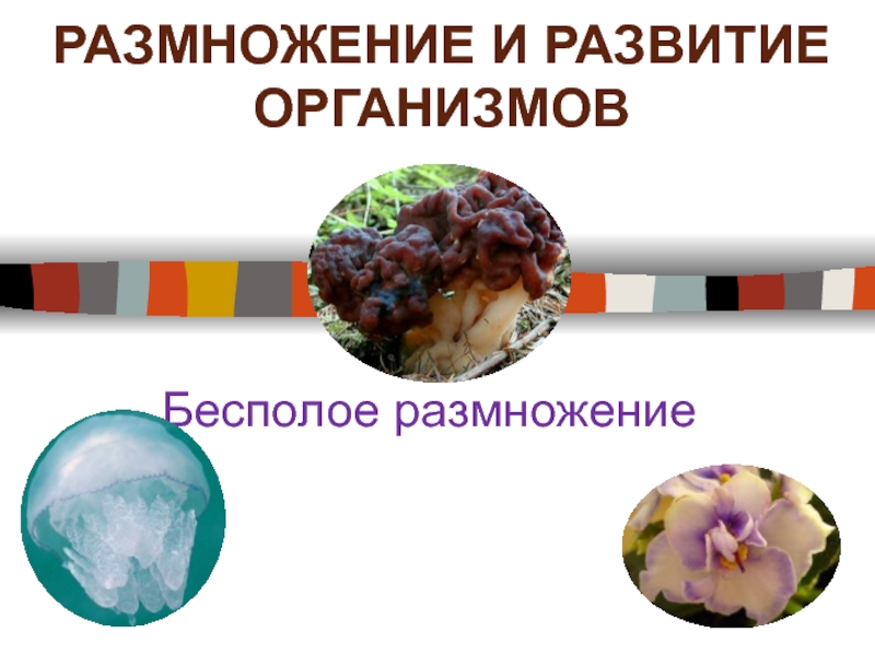 Презентация Размножение и развитие организмов. Бесполое размножение