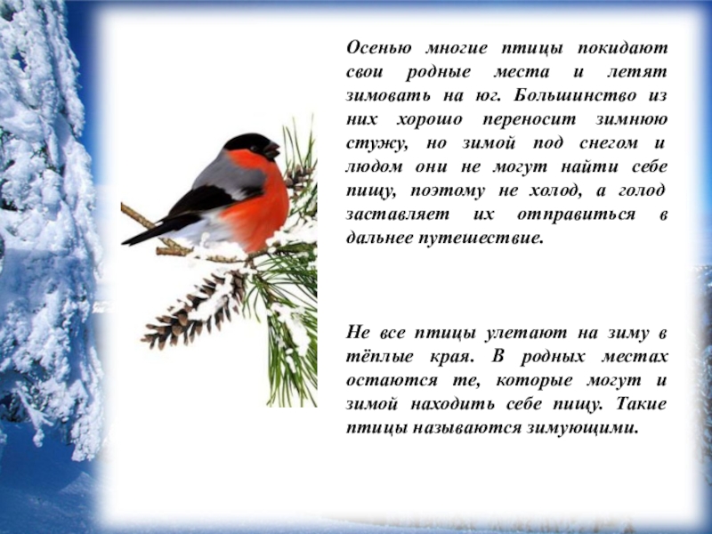 Птицами выдумал текст. Сочинение зимующие птицы. Птицы зимой рассказ. Интересное про зимующих птиц. Сообщение птицы зимой.