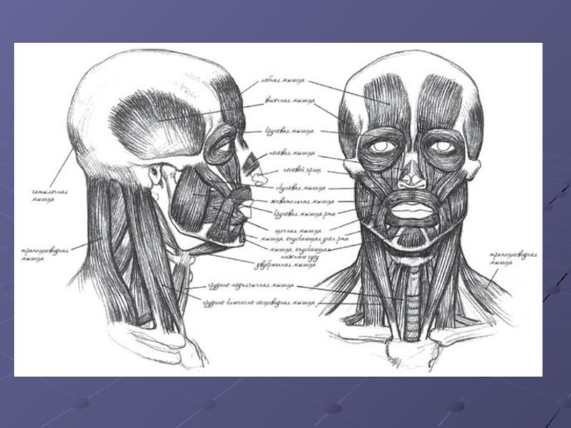 Мышцы головы анатомия презентация