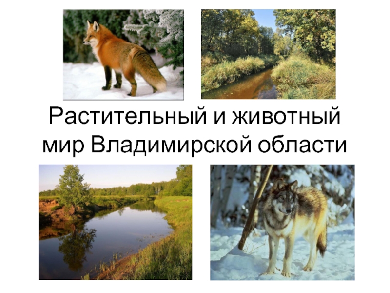 Презентация Растительный и животный мир Владимирской области