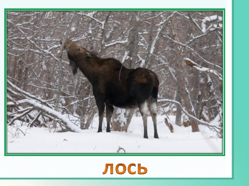 Дикие животные ленинградской области фото и описание