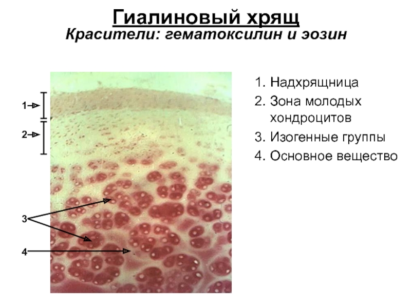 Гиалиновый хрящ рисунок