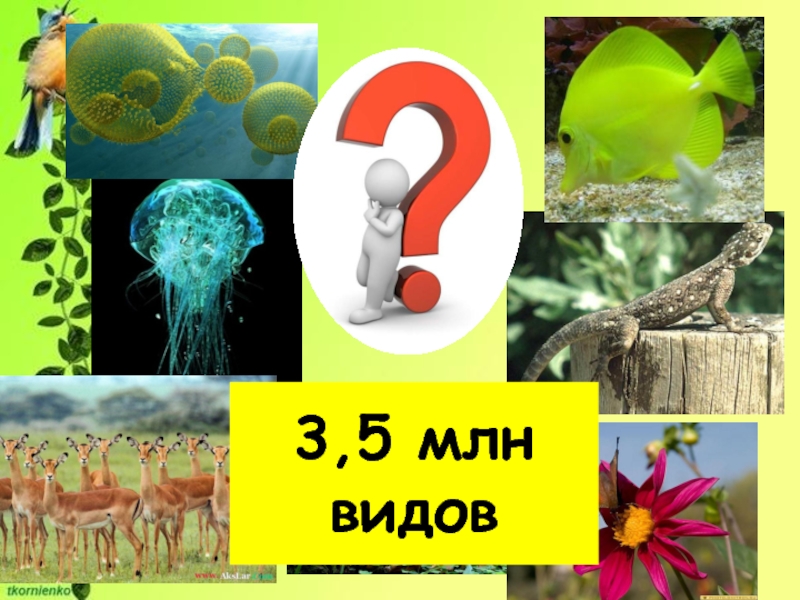 Биология 5 класс наука о живой природе презентация 5 класс