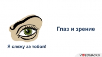 Глаз и зрение