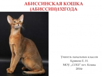 Абиссинская кошка