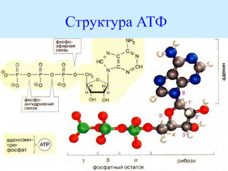 Молекула атф включает. Строение АТФ И АДФ. Фосфатная группа АТФ. Пространственное строение АТФ. Структурная молекула АТФ.