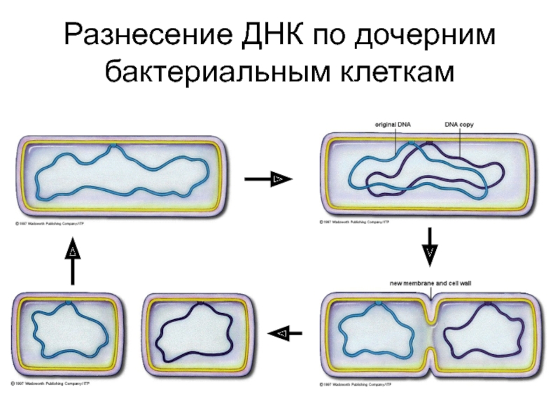 Деление бактериальной клетки. Деление клетки ДНК дочерних бактерии. ДНК В бактериальной клетке. Дочерние клетки бактерий. Образование дочерних клеток бактерий.