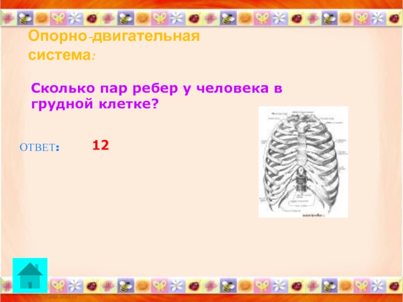 Сколько пар ребер. Сколько пар ребер у человека. 12 Пар ребер у человека. Сколько пар ребер свободных у человека. Сколько всего пар ребер.