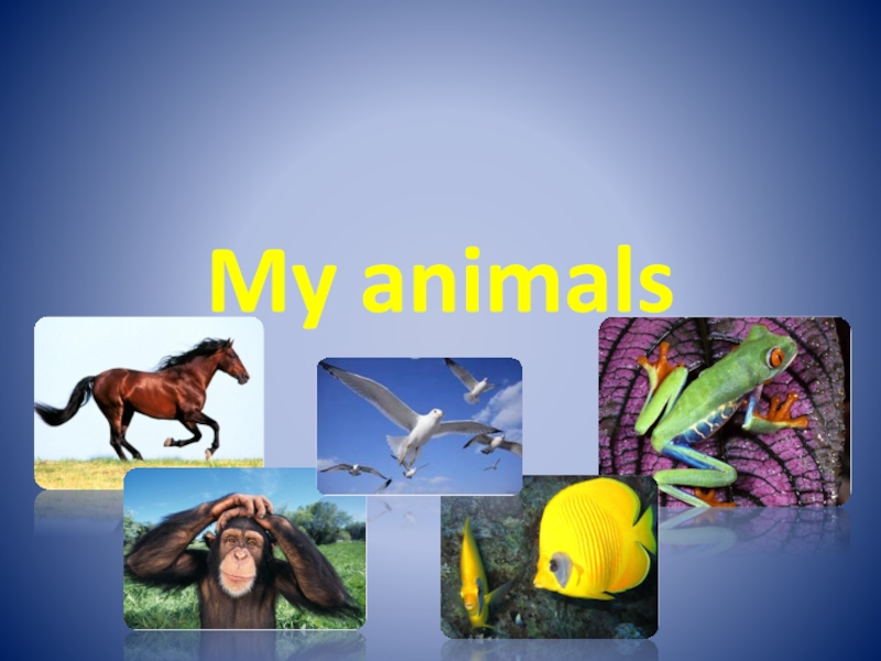 Презентация My animals