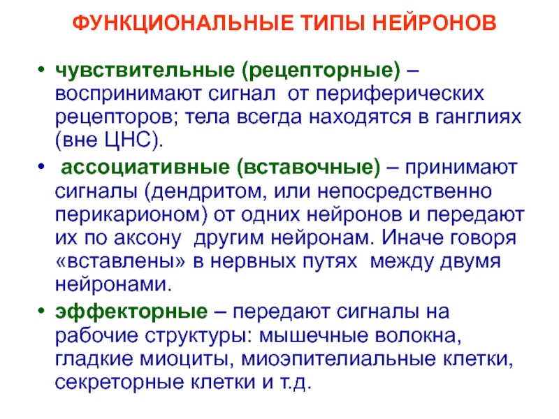 Функциональные сигналы. Функциональные типы нейронов. Функциональный Тип. Чувствительные Нейроны сигналы. По чувствительным нейронам сигналы идут.