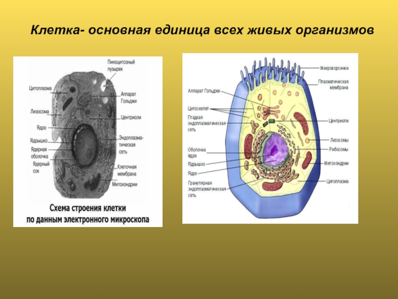 Клетка единица живого презентация