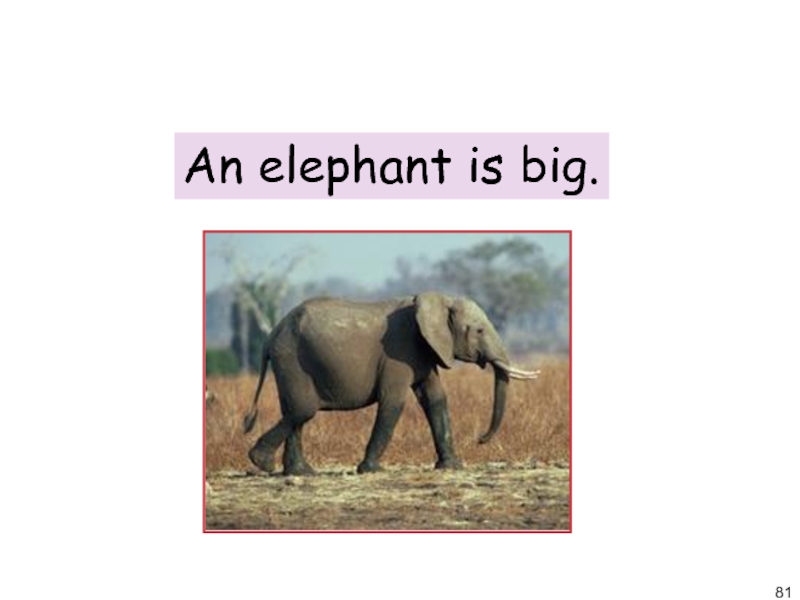 Elephants are перевод. The Elephant is big. The Elephant is big или an Elephant is big. An Elephant is a big animal 3 класс. A Elephant или an Elephant.