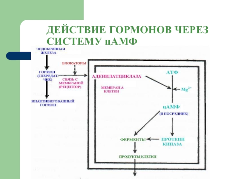 Действие гормонов. Механизм действия гормонов через ЦАМФ биохимия схема. ЦАМФ механизм действия схема. Схема действия ЦАМФ,. Схема действия гормонов через ЦАМФ.