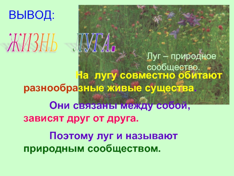 Роль лугов. Жизнь Луга. Жизнь Луга луг природное сообщество. Доклад про луг. Проект на тему жизнь Луга.