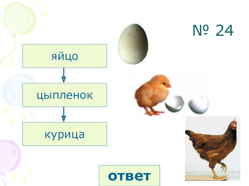 Развитие птиц схема