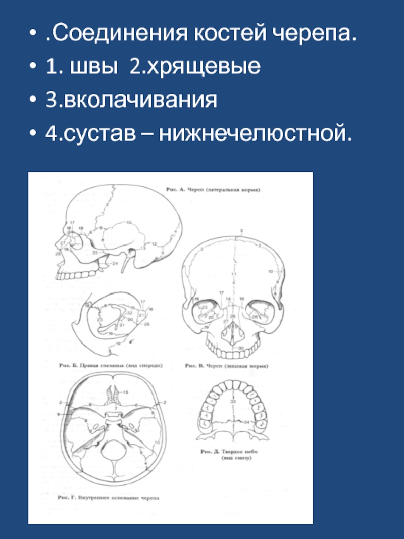 Подвижное соединение в черепе. Соединение костей черепа. Соединение кости черепа. Кости черепа соединение костей черепа. Тип соединения костей черепа.