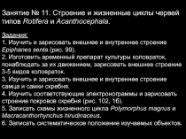 Занятие № 11. Строение и жизненные циклы червей типов Rotifera и